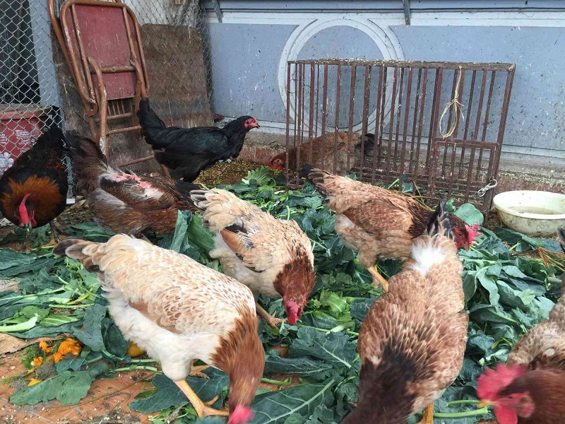 Thức ăn thích hợp sử dụng để nuôi gà trên sân thượng