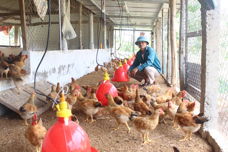 Nên làm chuồng nuôi gà thấp hay cao?